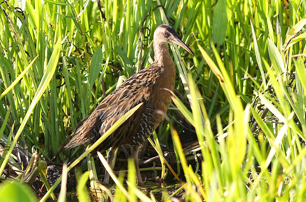 King Rail - ML634982236