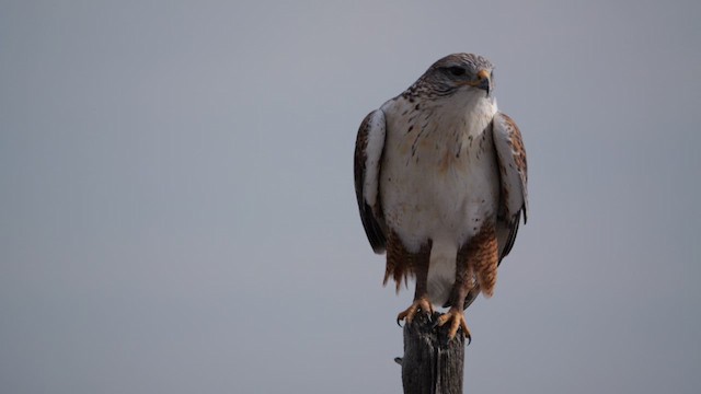 Ferruginous Hawk - ML634982336