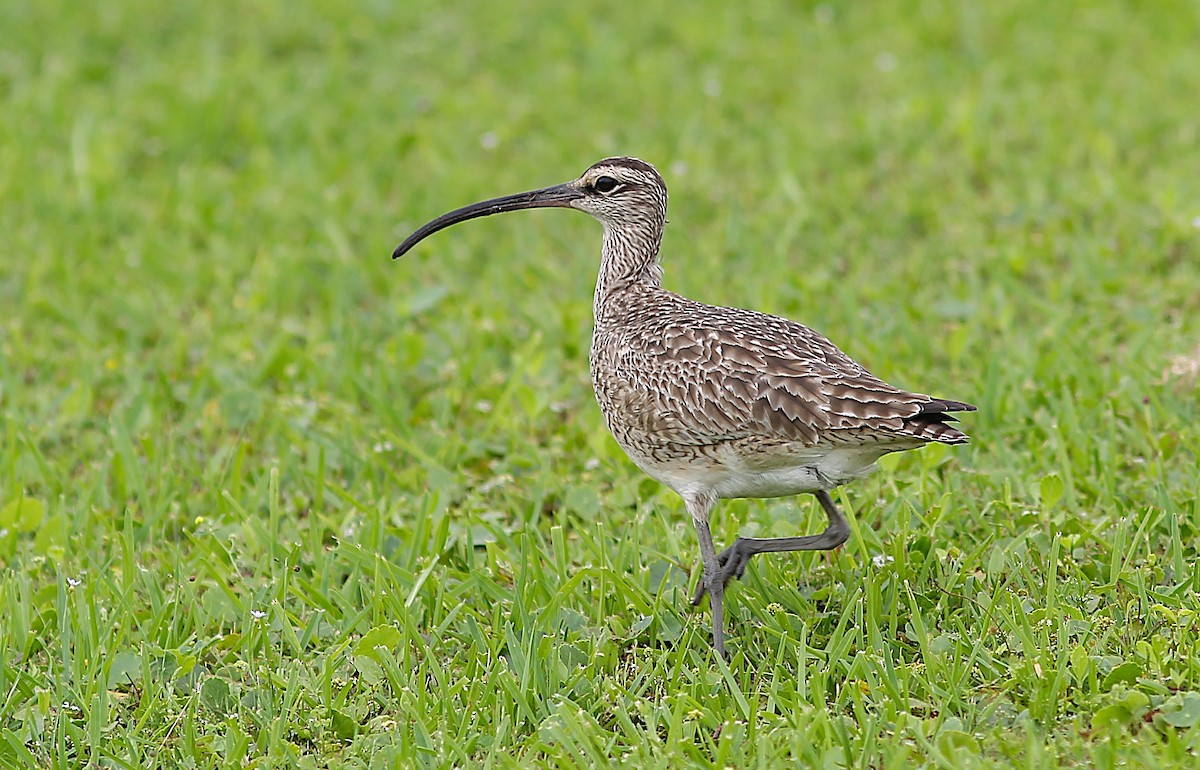 Hudsonian Whimbrel - ML634982361