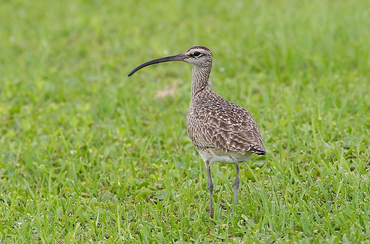 Hudsonian Whimbrel - ML634982362