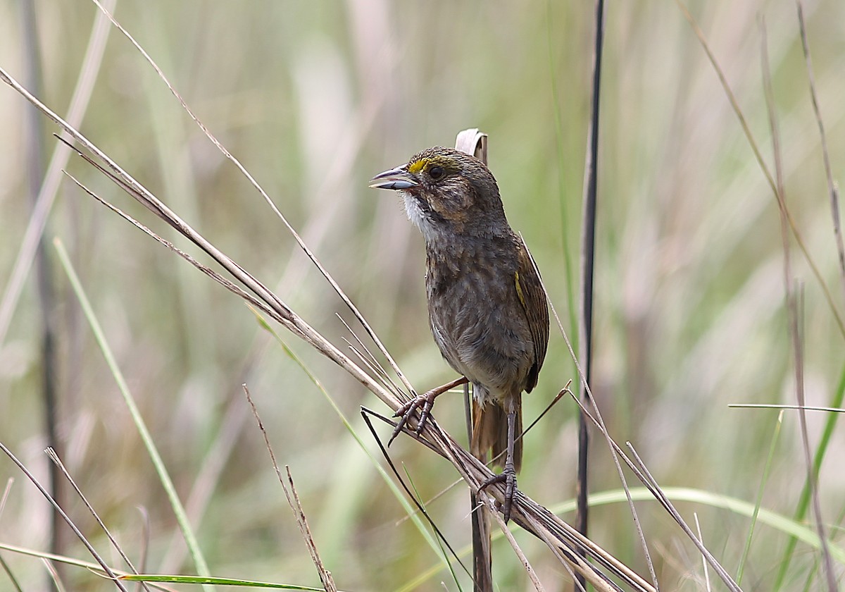 Seaside Sparrow - ML634982449