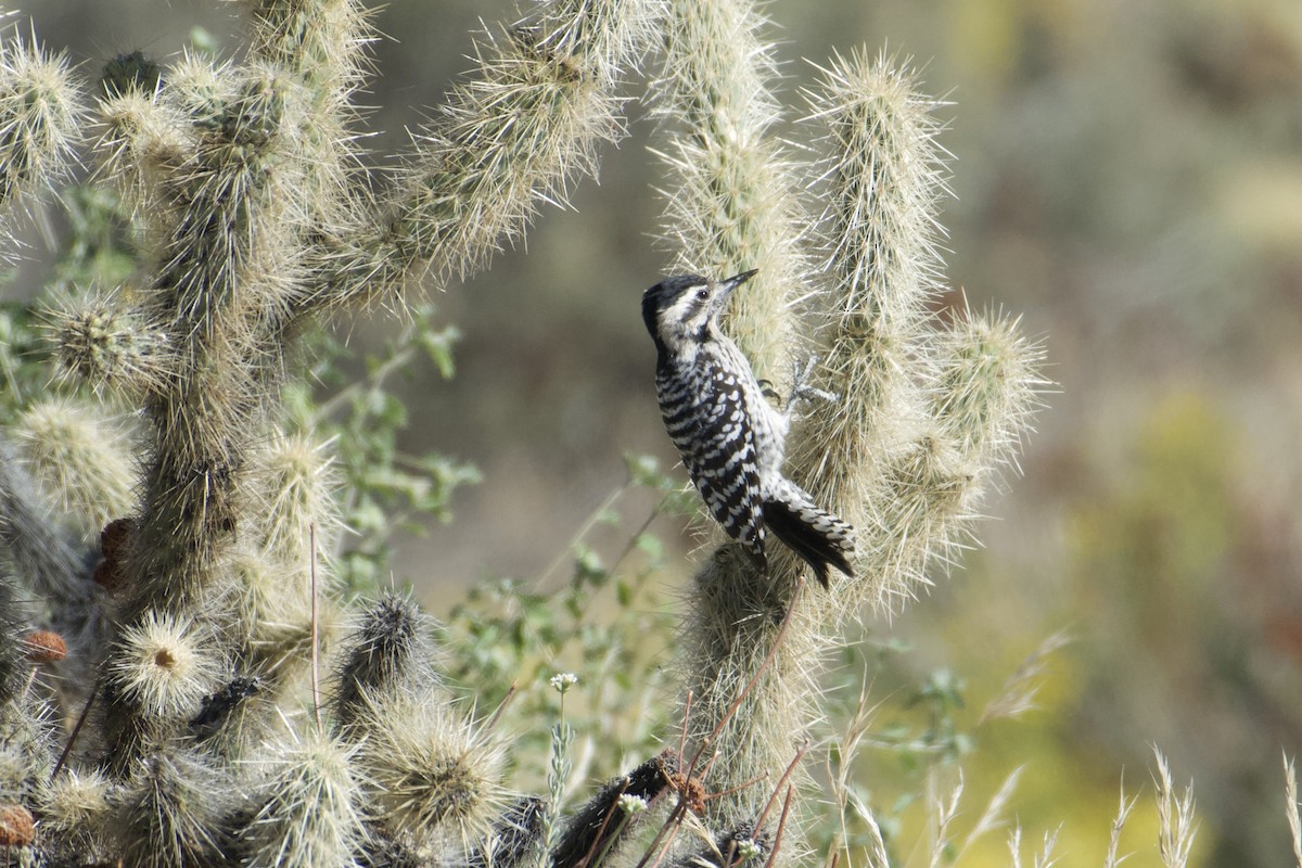 Ladder-backed Woodpecker - ML634982551