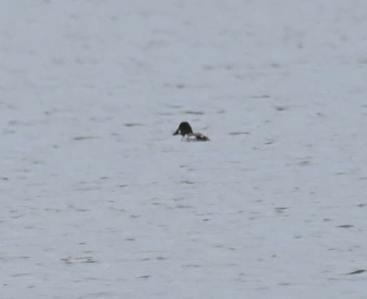 Garrot à oeil d'or - ML634982704