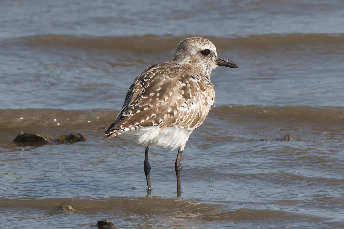 Black-bellied Plover - ML634982708