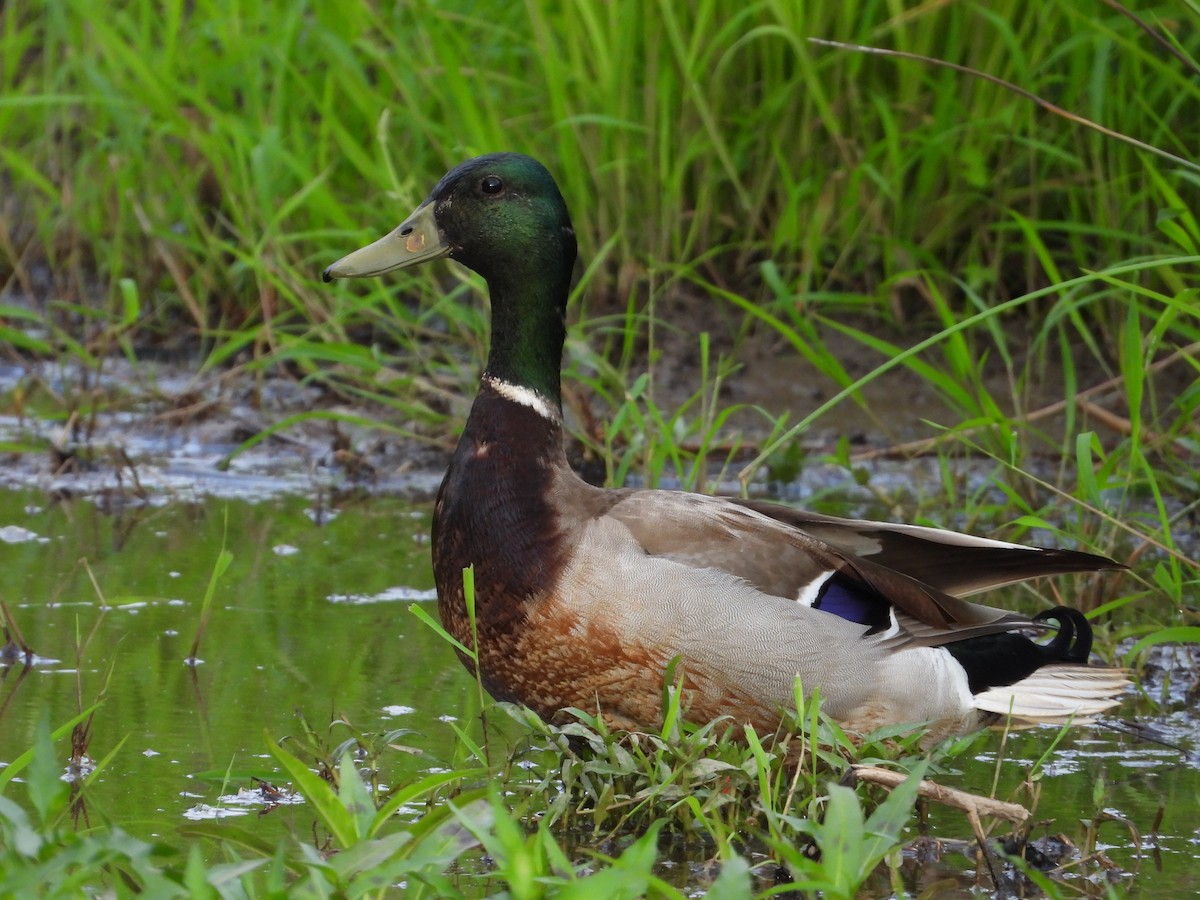 Mallard - ML634982763