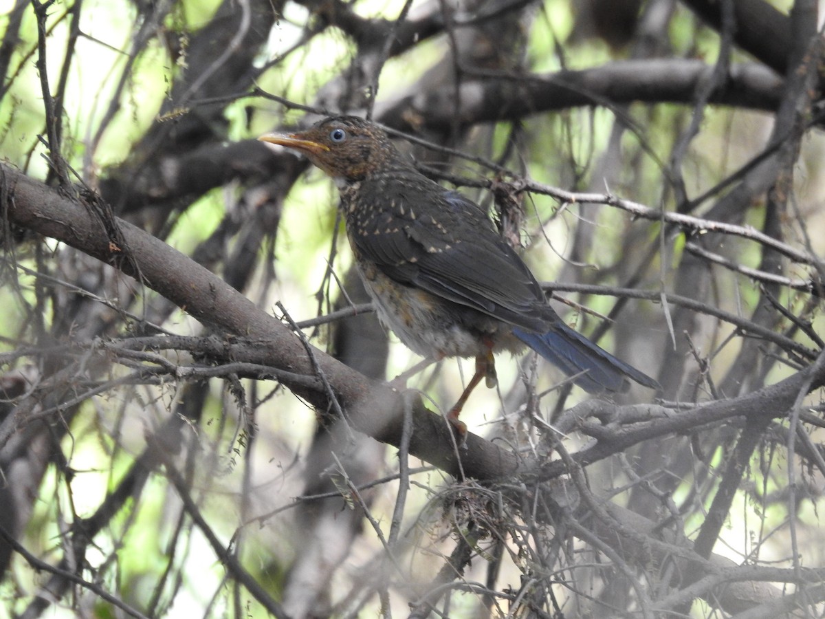 Plumbeous-backed Thrush - ML634982784