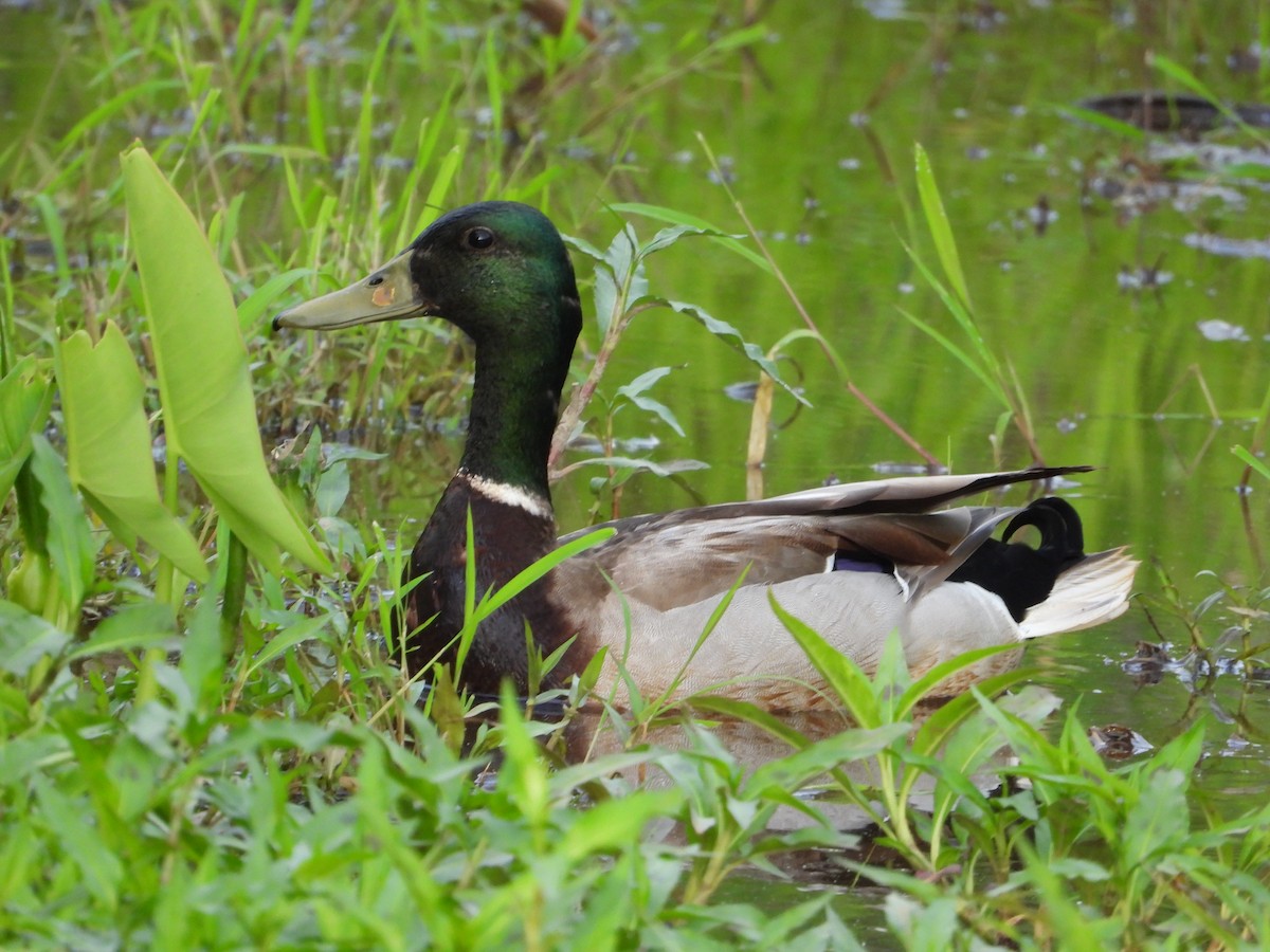 Mallard - ML634982809