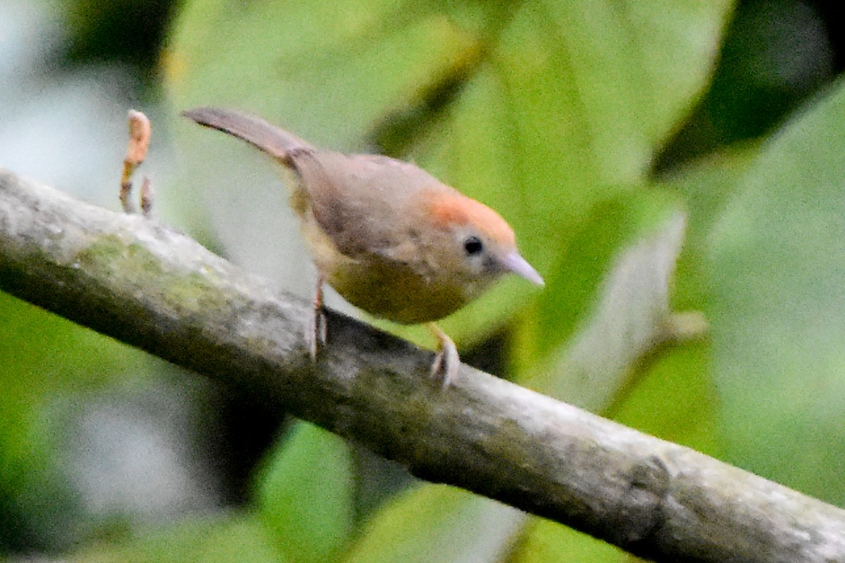 Rufous-fronted Babbler (Buff-chested) - ML634982979