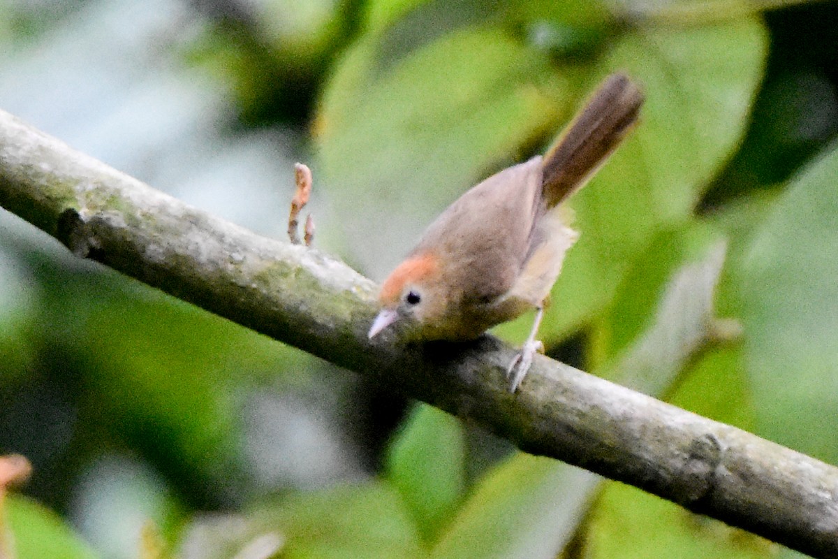 Rufous-fronted Babbler (Buff-chested) - ML634982980