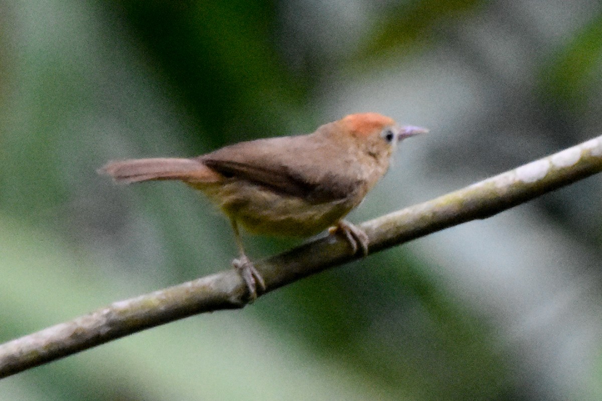 Rufous-fronted Babbler (Buff-chested) - ML634982981
