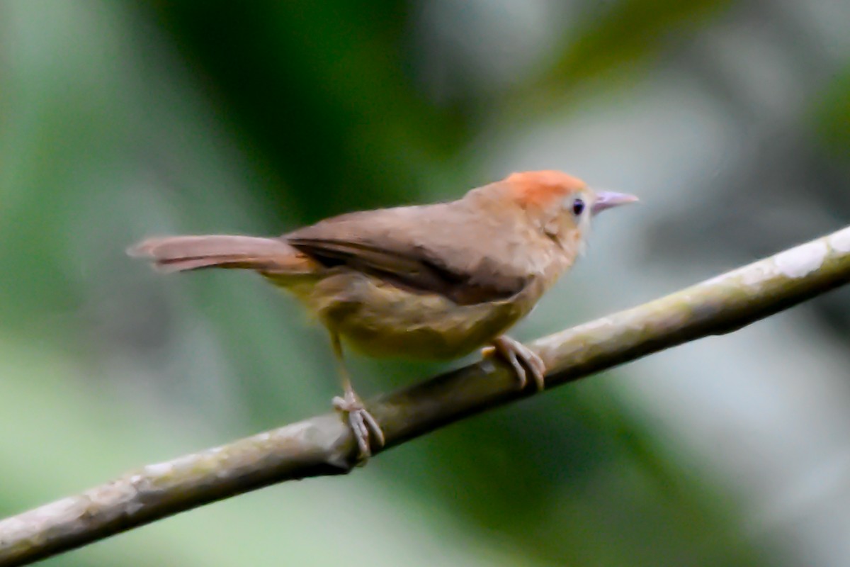 Rufous-fronted Babbler (Buff-chested) - ML634982982