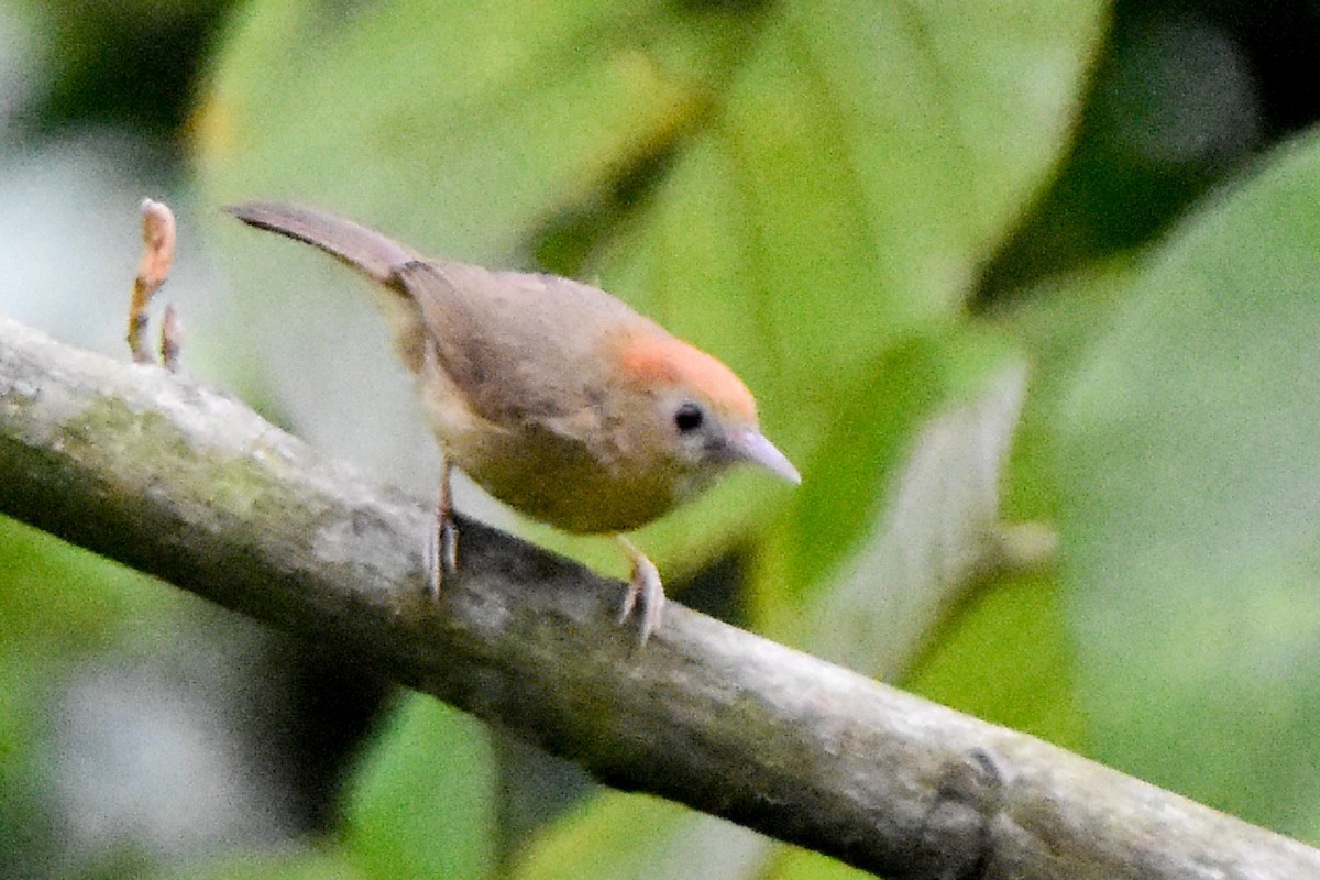 Rufous-fronted Babbler (Buff-chested) - ML634982984