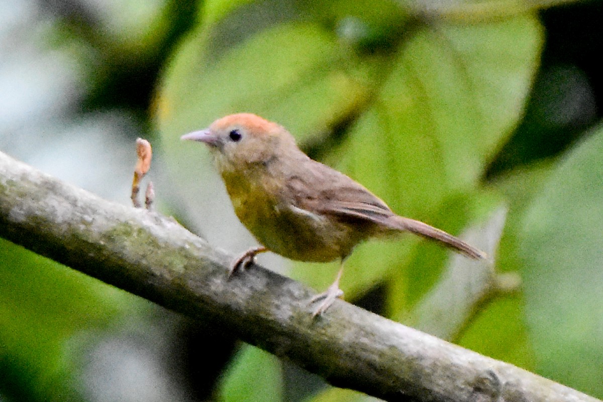 Rufous-fronted Babbler (Buff-chested) - ML634982985
