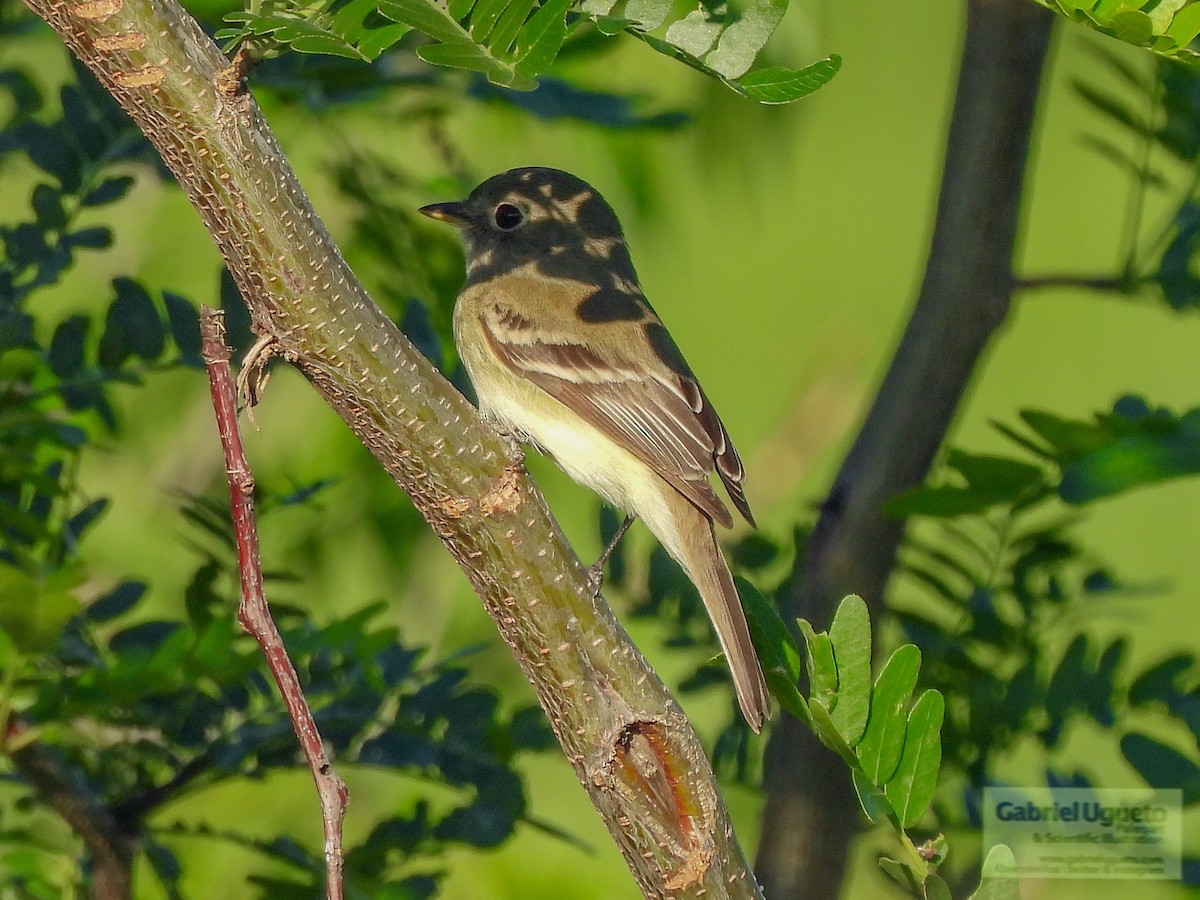 Least Flycatcher - ML634983058