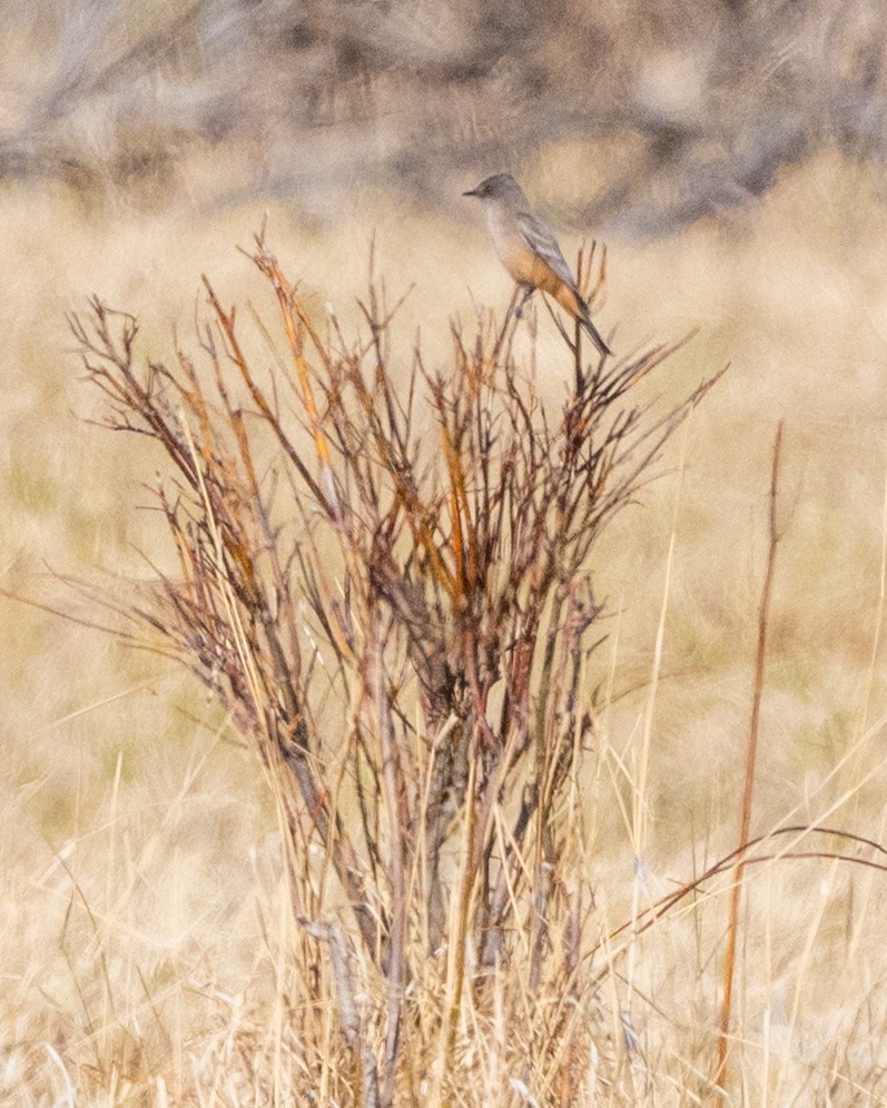 Say's Phoebe - ML634983118