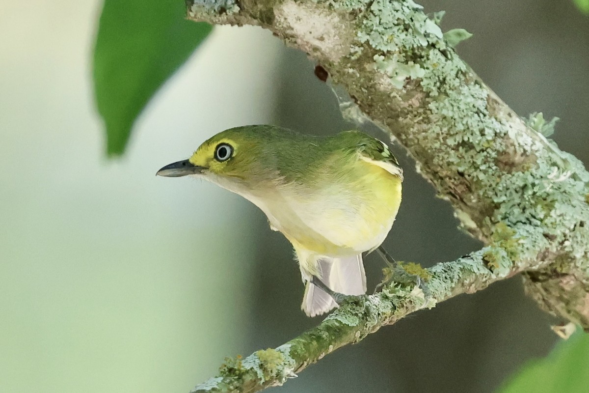 White-eyed Vireo - ML634983180