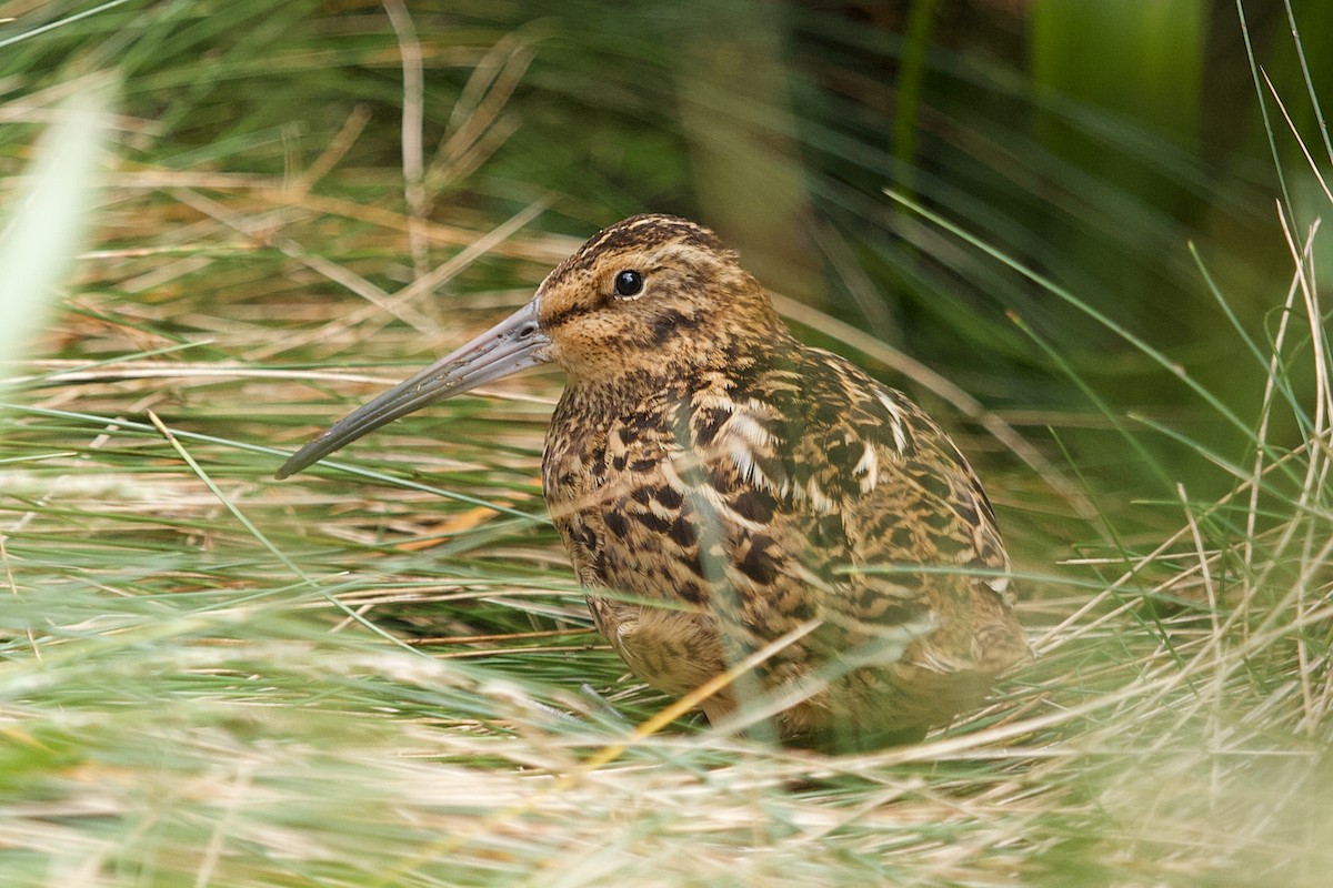 Subantarctic Snipe - ML634983195