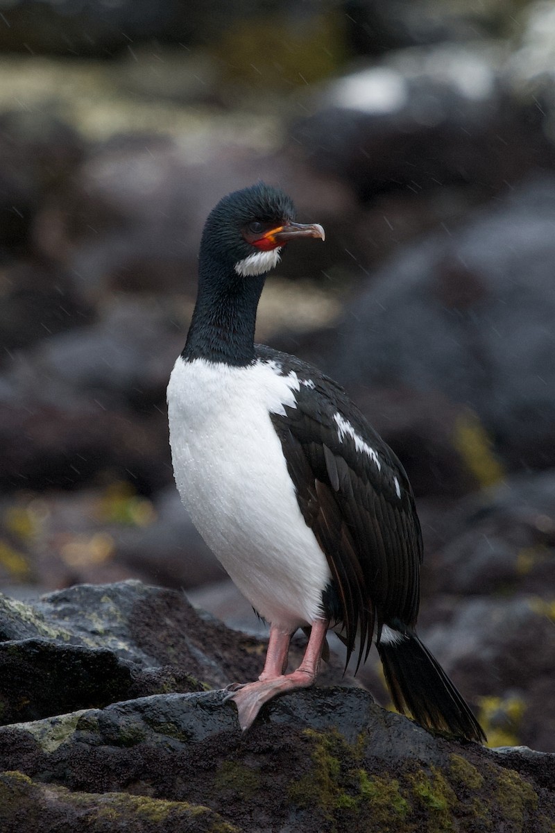 Campbell Islands Shag - ML634983224