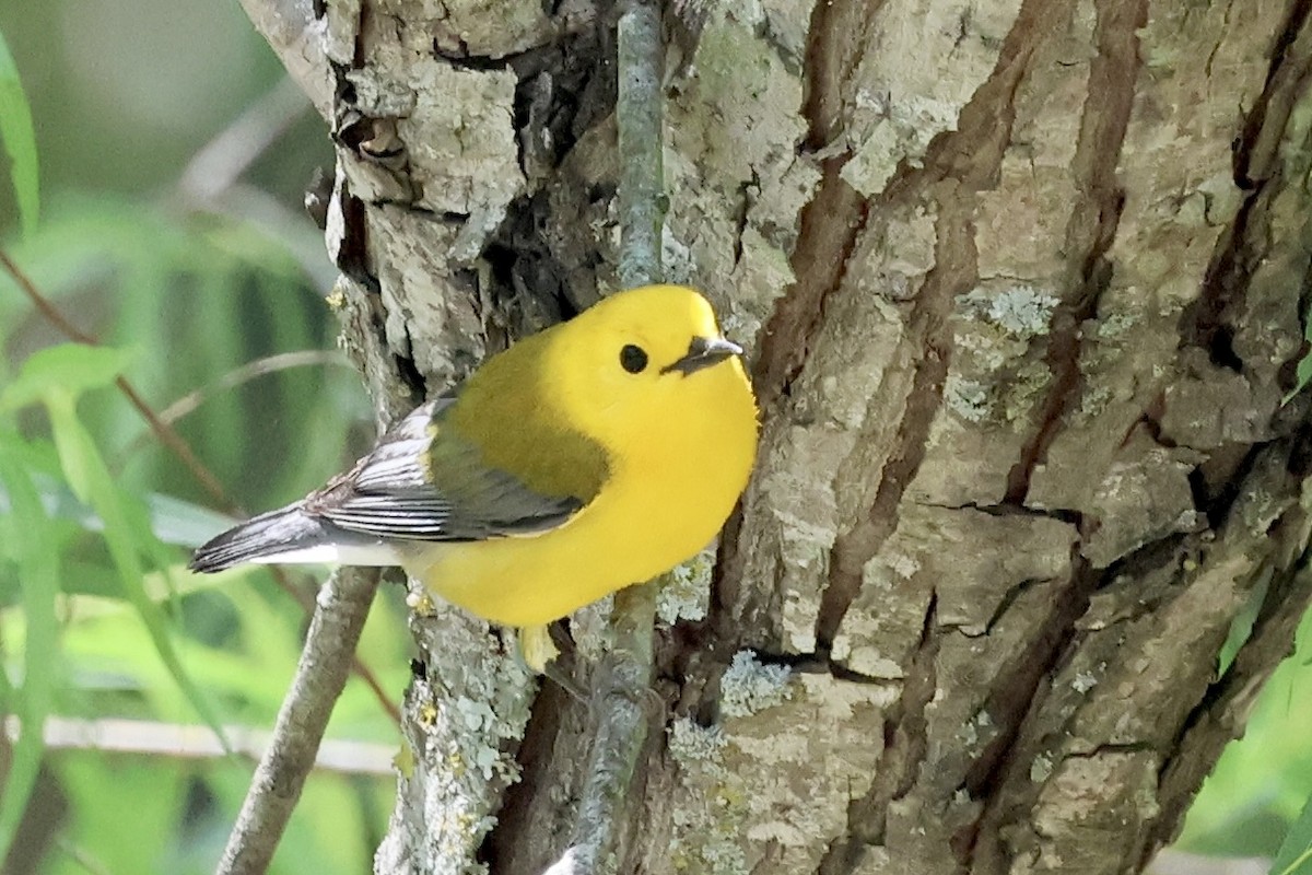 Prothonotary Warbler - ML634983231
