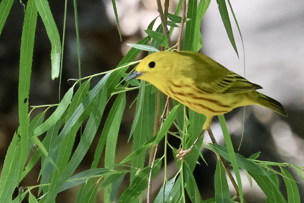 Yellow Warbler - ML634983240