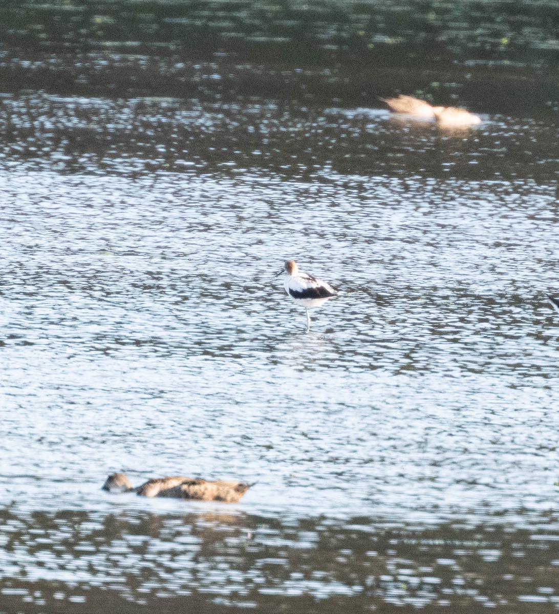 Red-necked Avocet - ML634983267