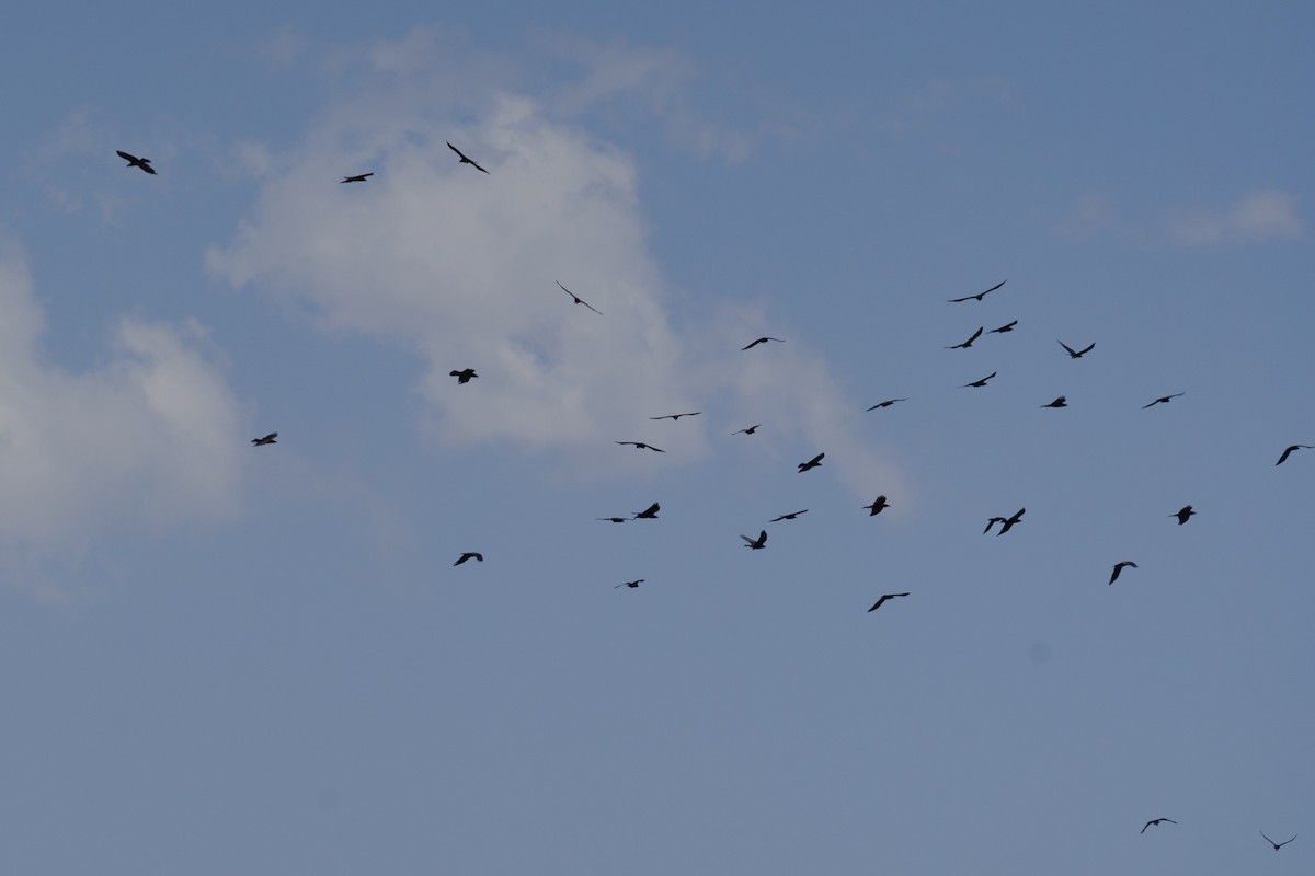 Corbeau à cou blanc - ML634983318