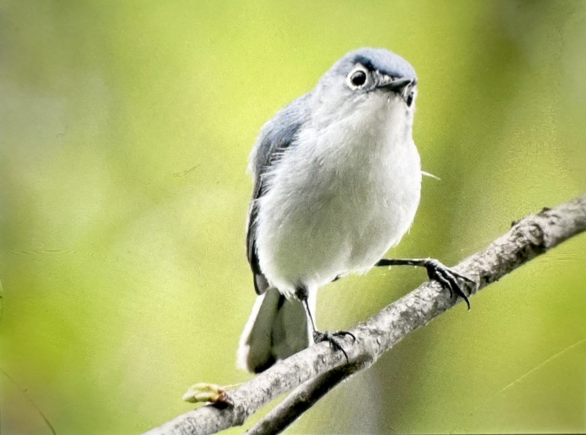 Blue-gray Gnatcatcher - ML634983416
