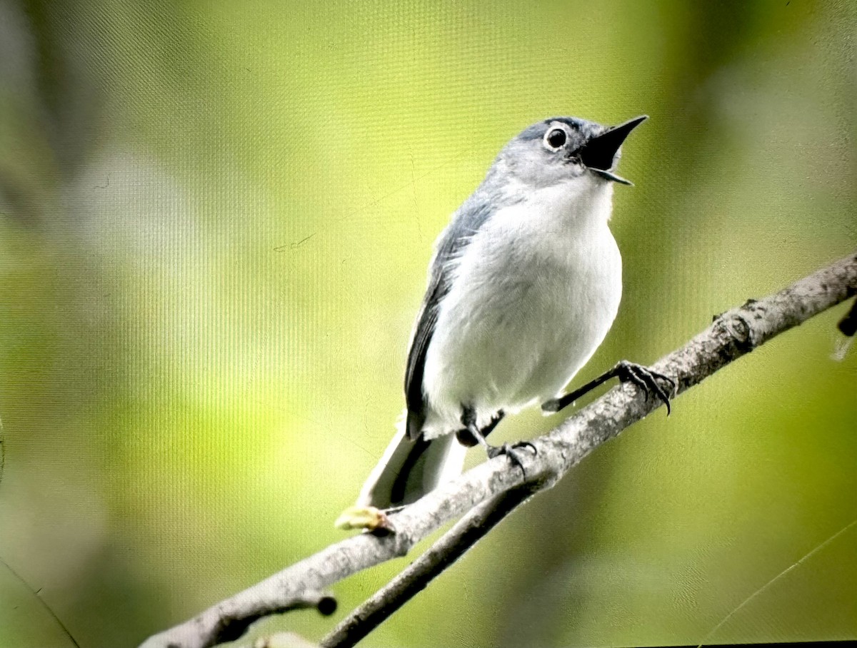 Blue-gray Gnatcatcher - ML634983417