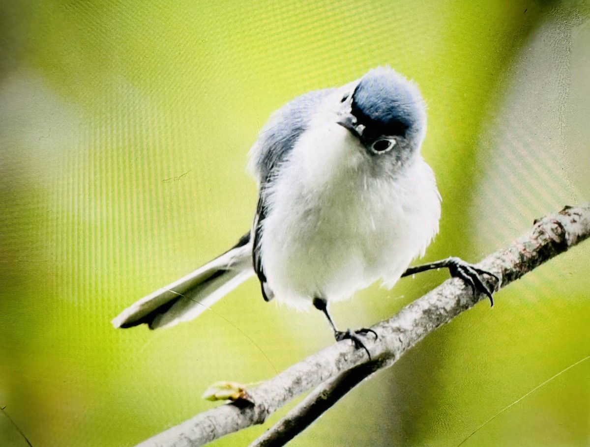 Blue-gray Gnatcatcher - ML634983427