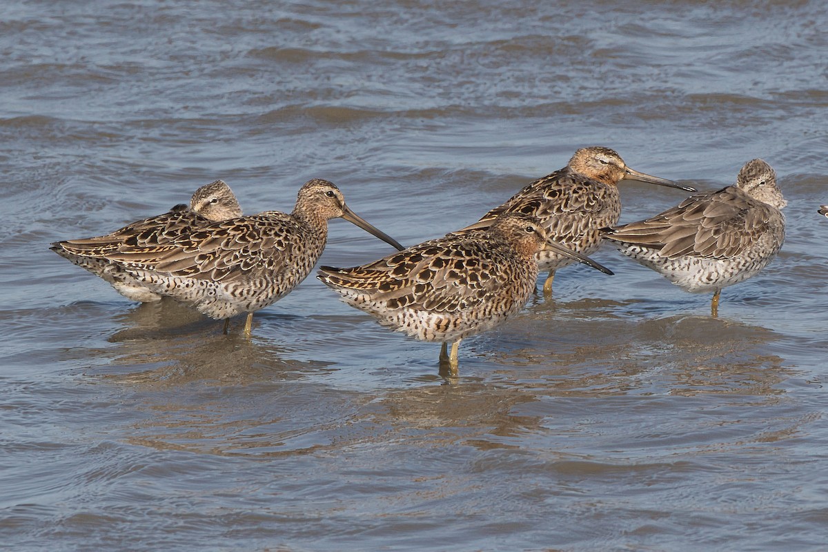 Short-billed Dowitcher - ML634983440