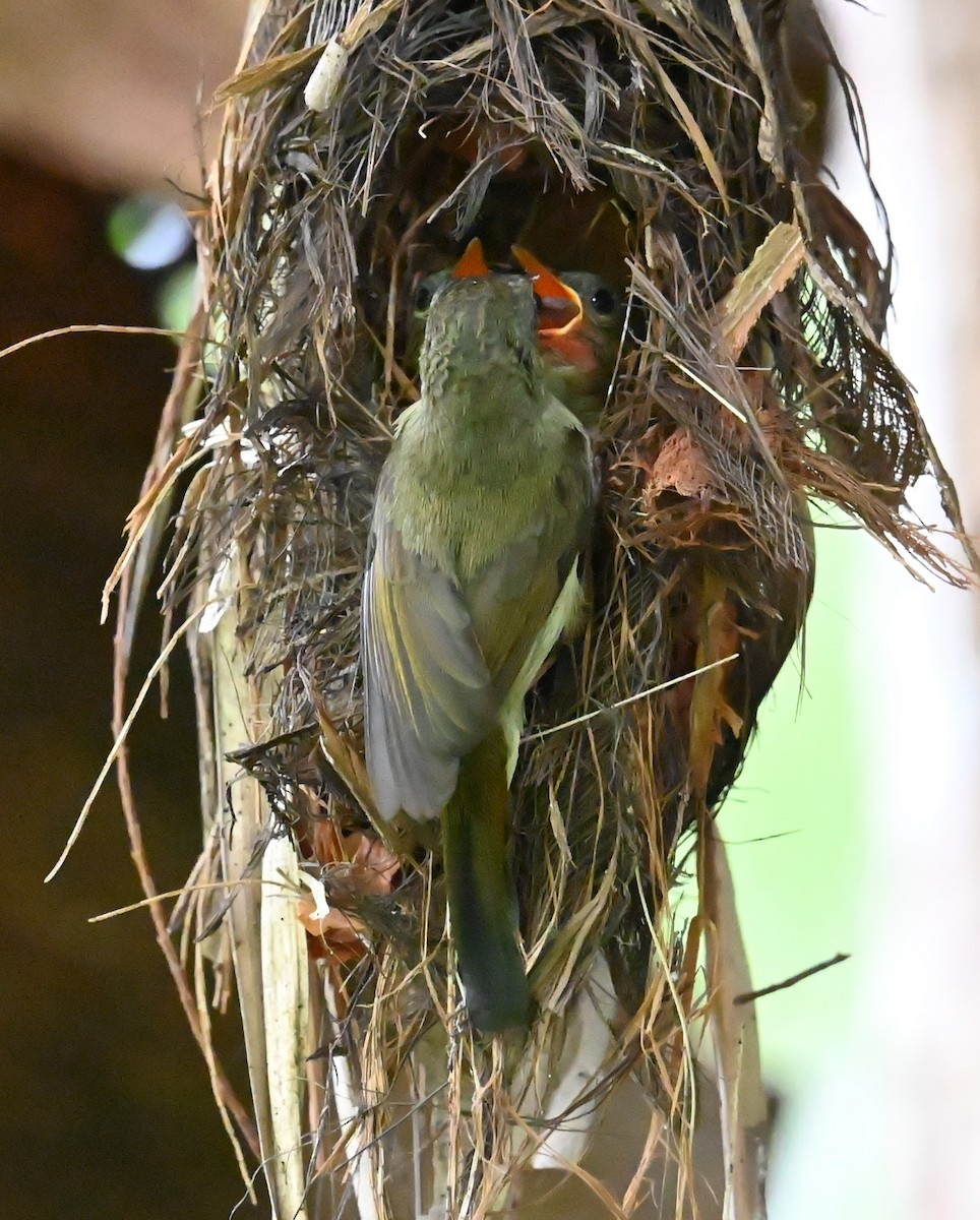 Crimson Sunbird - ML634983461