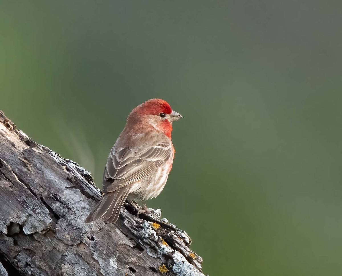 House Finch - ML634983649