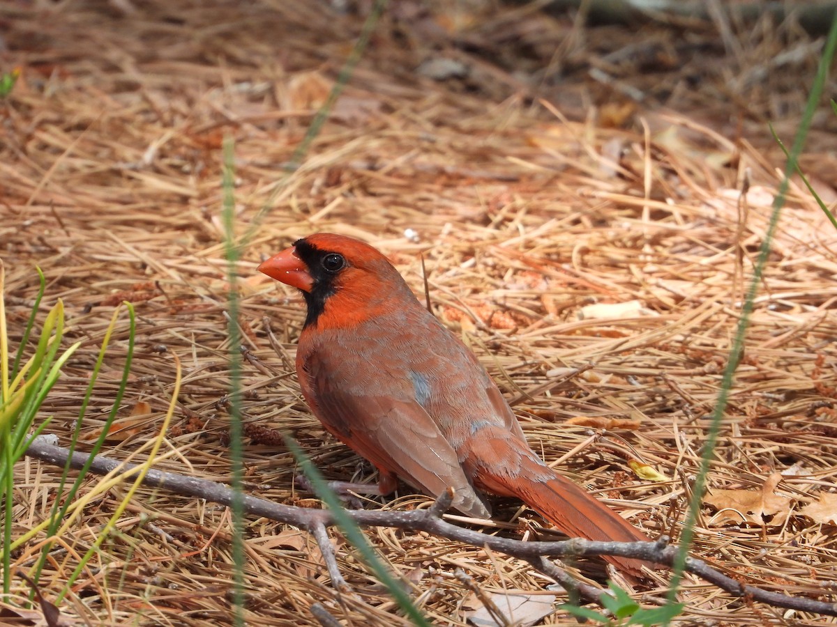 Northern Cardinal - ML634983676