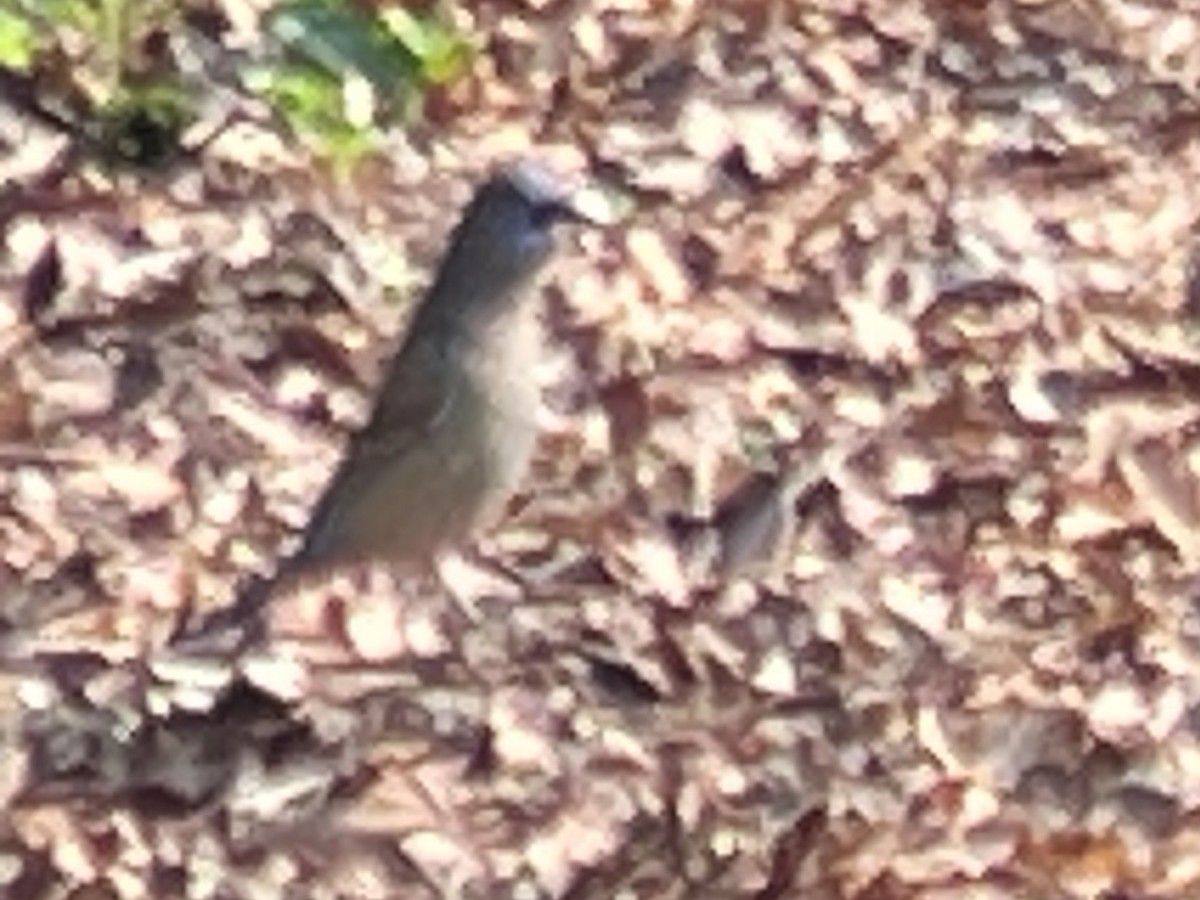 Blue Grosbeak - ML634983750