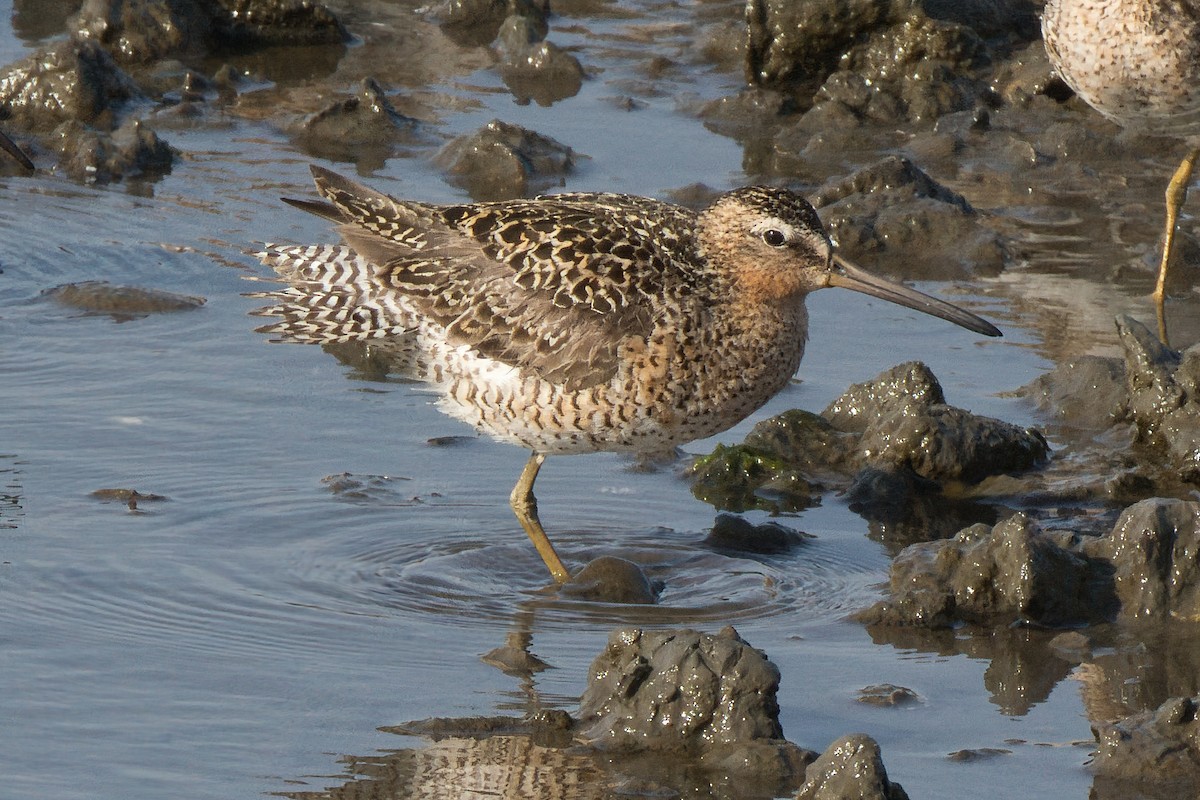 Short-billed Dowitcher - ML634983926