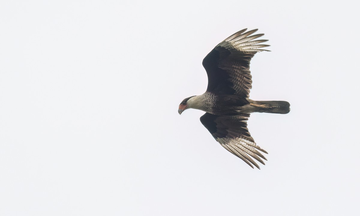Crested Caracara (Northern) - ML634984040