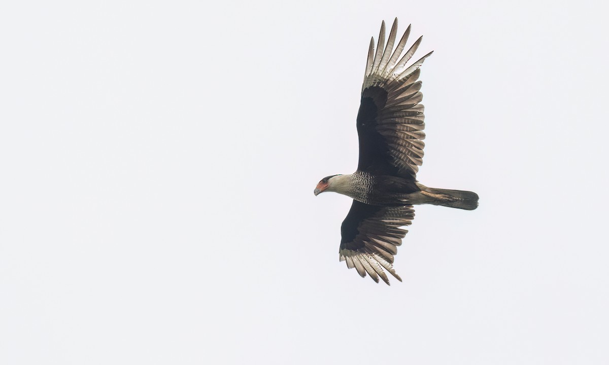 Crested Caracara (Northern) - ML634984041