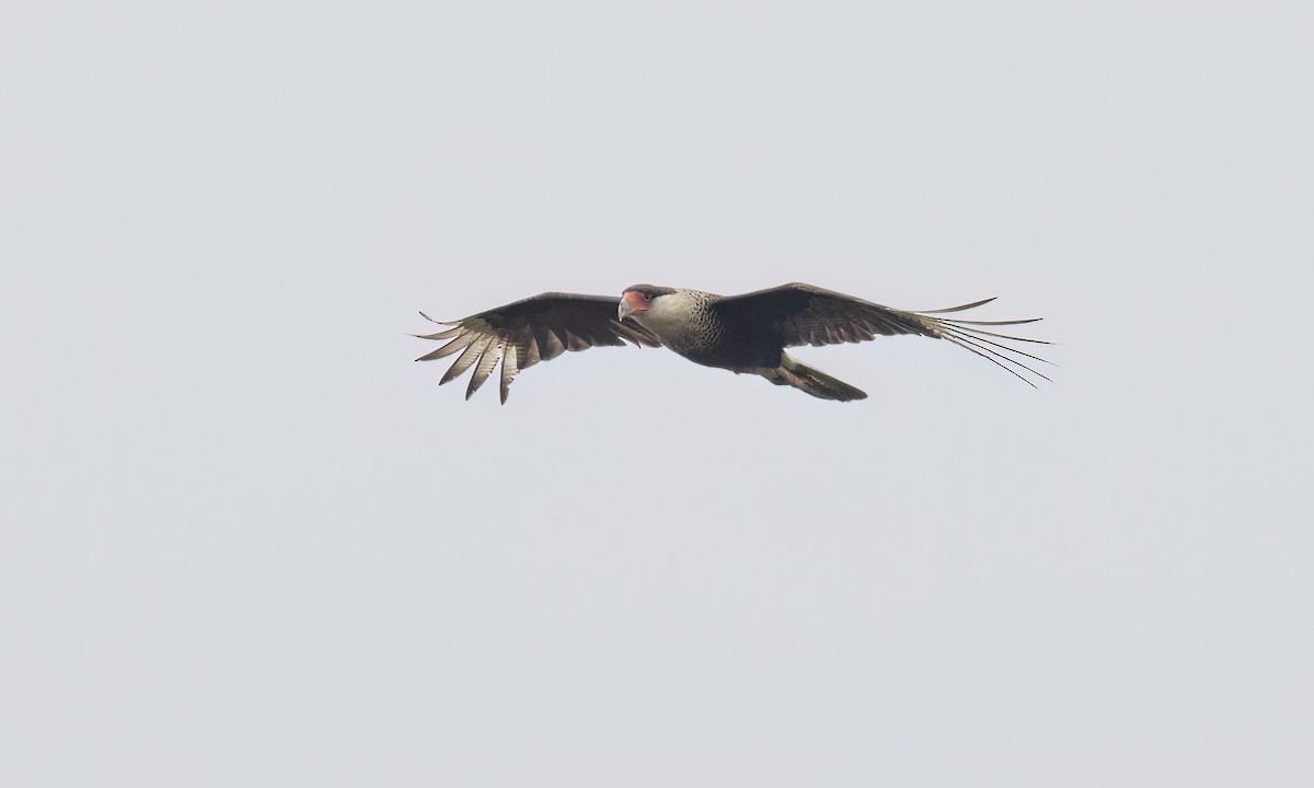 Crested Caracara (Northern) - ML634984044