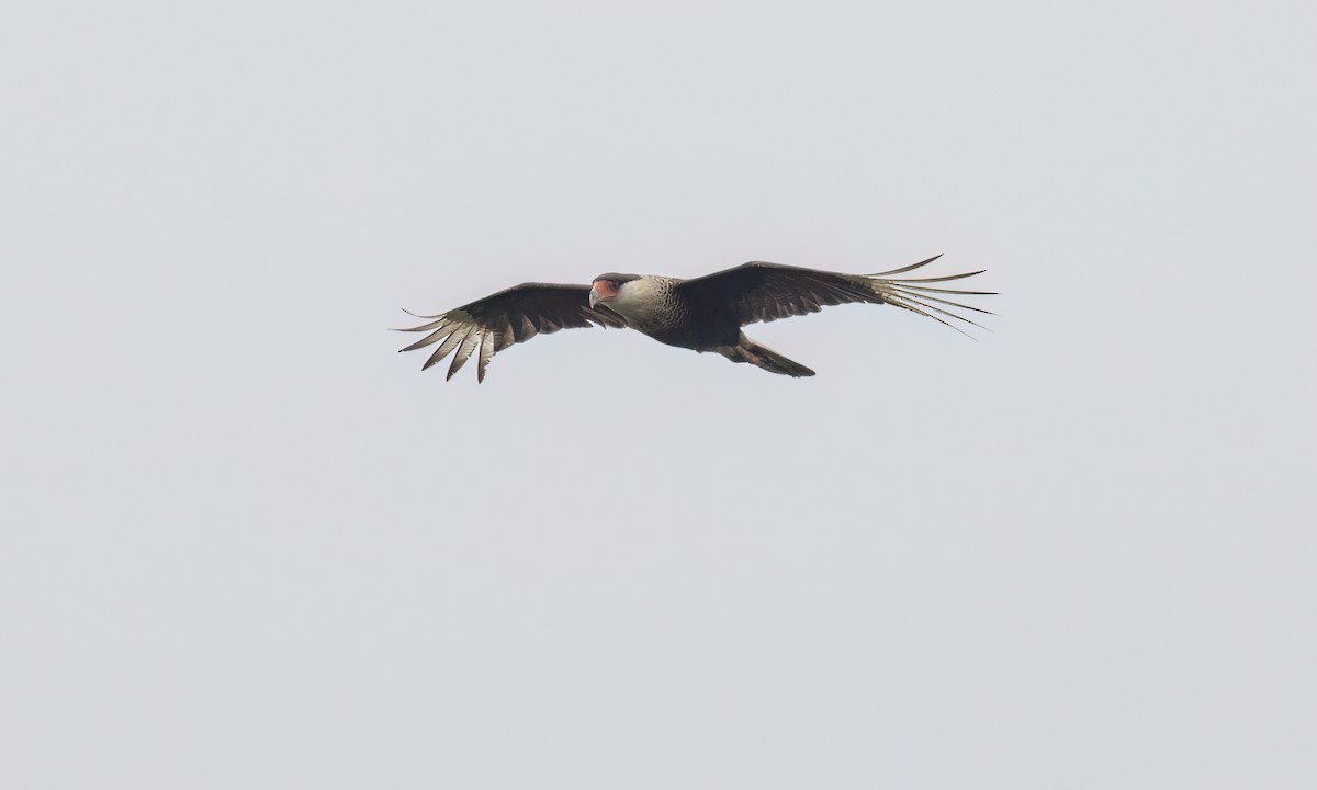 Crested Caracara (Northern) - ML634984045