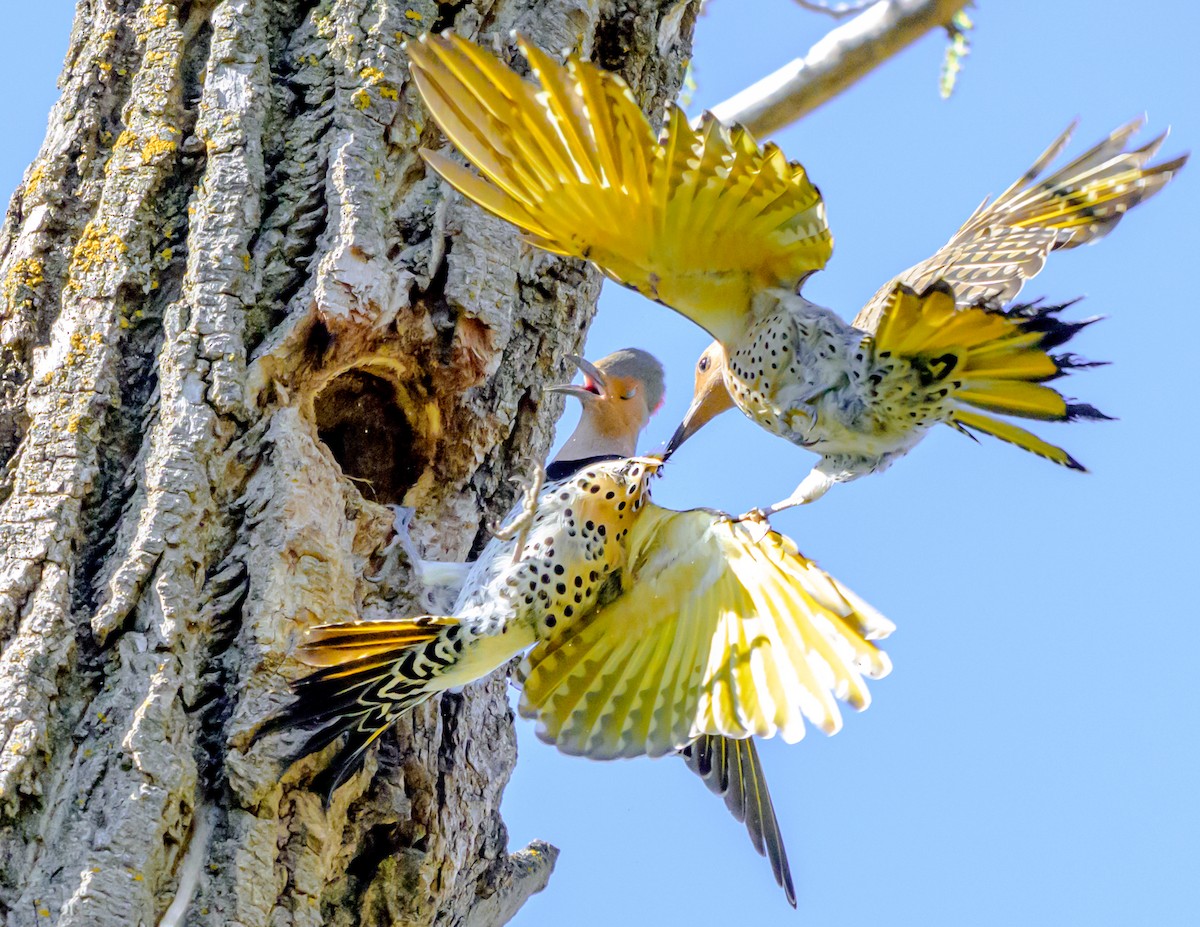 Northern Flicker - ML634984060