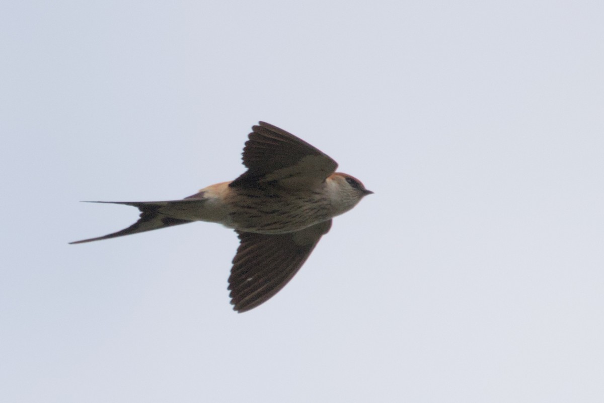 Greater Striped Swallow - ML634984202