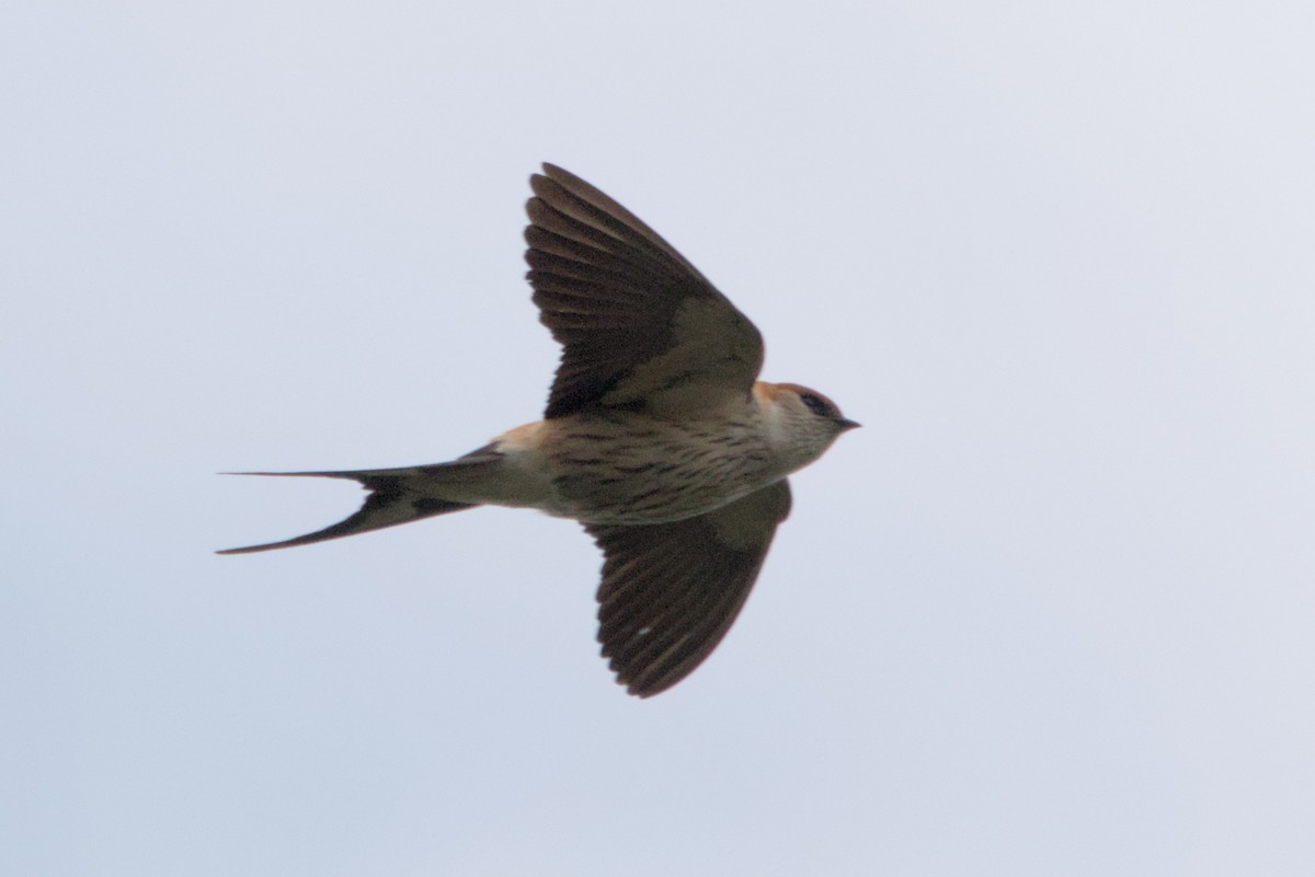 Greater Striped Swallow - ML634984203