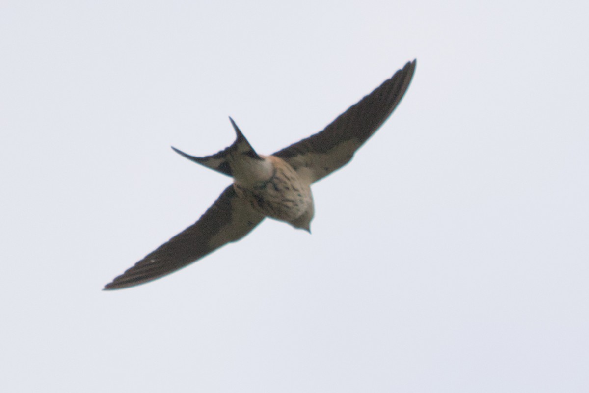 Greater Striped Swallow - ML634984204