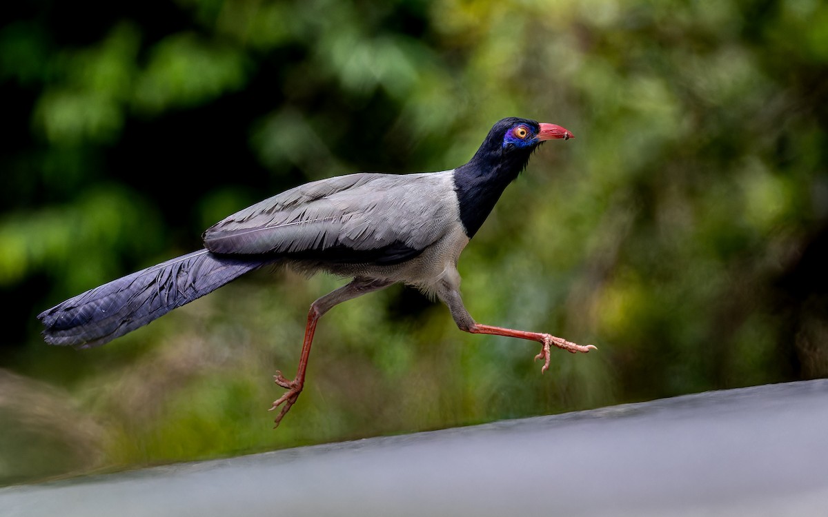 Coral-billed Ground-Cuckoo - ML634984247