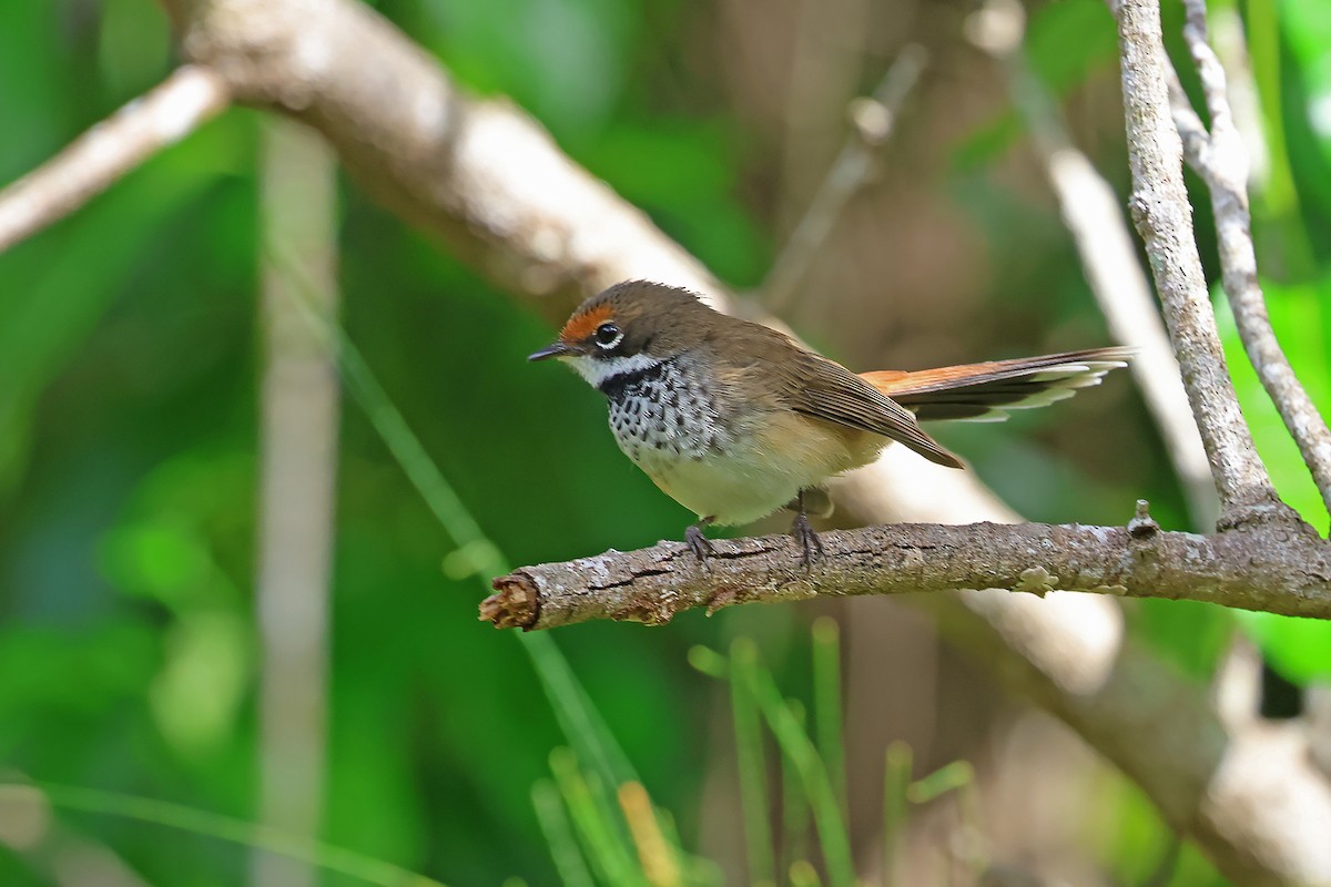 Australian Rufous Fantail - ML634984285
