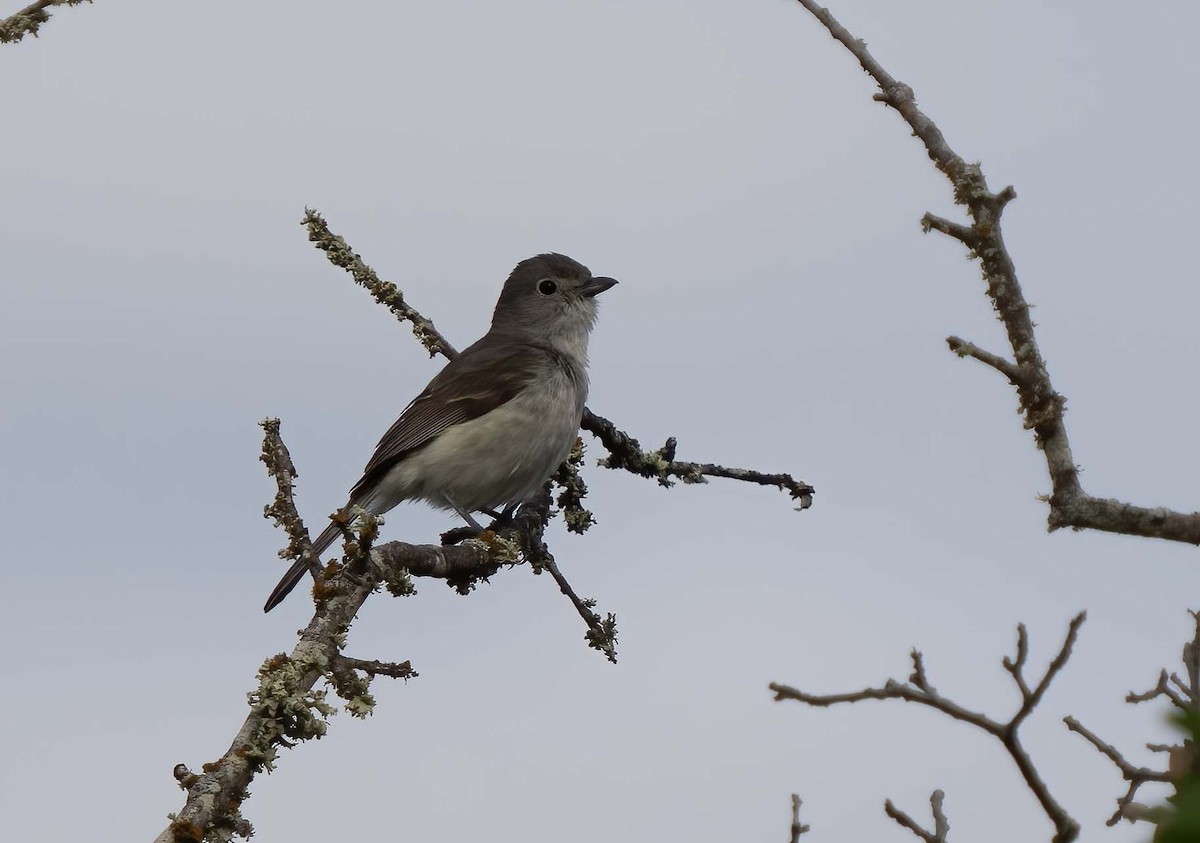 Gray Vireo - ML634984336