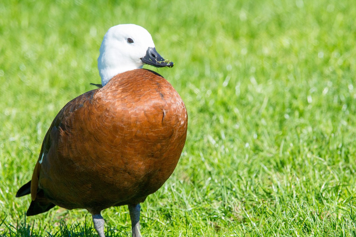 Paradise Shelduck - ML634984343