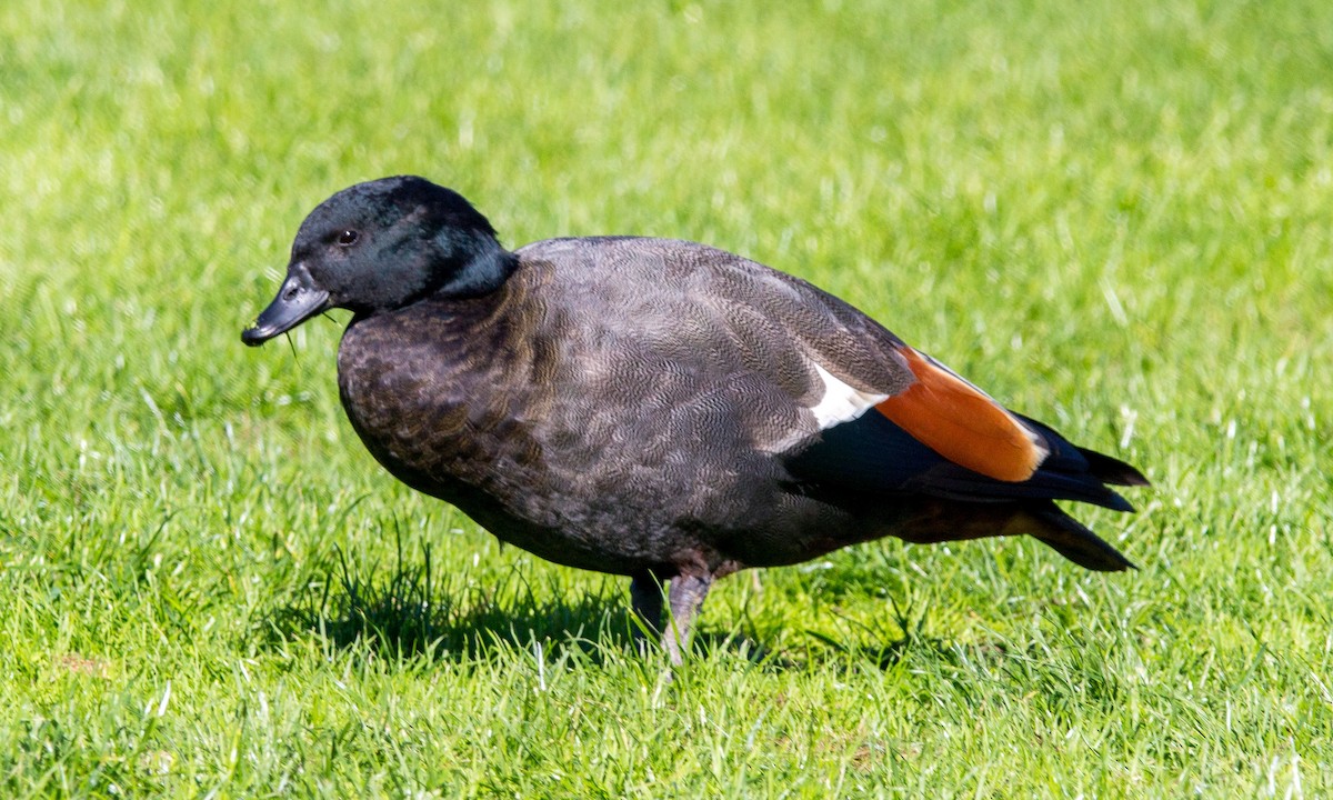Paradise Shelduck - ML634984344
