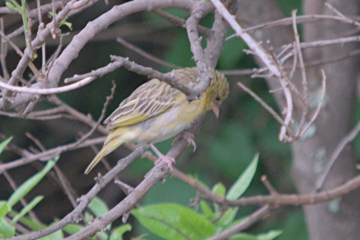 Southern Masked-Weaver - ML634984402