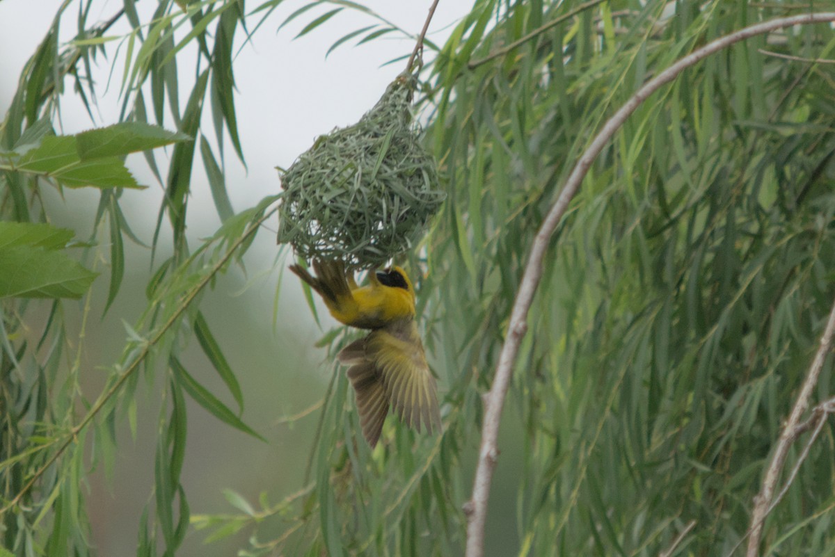 Southern Masked-Weaver - ML634984406